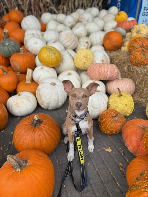 Milhousepumpkins.jpg
