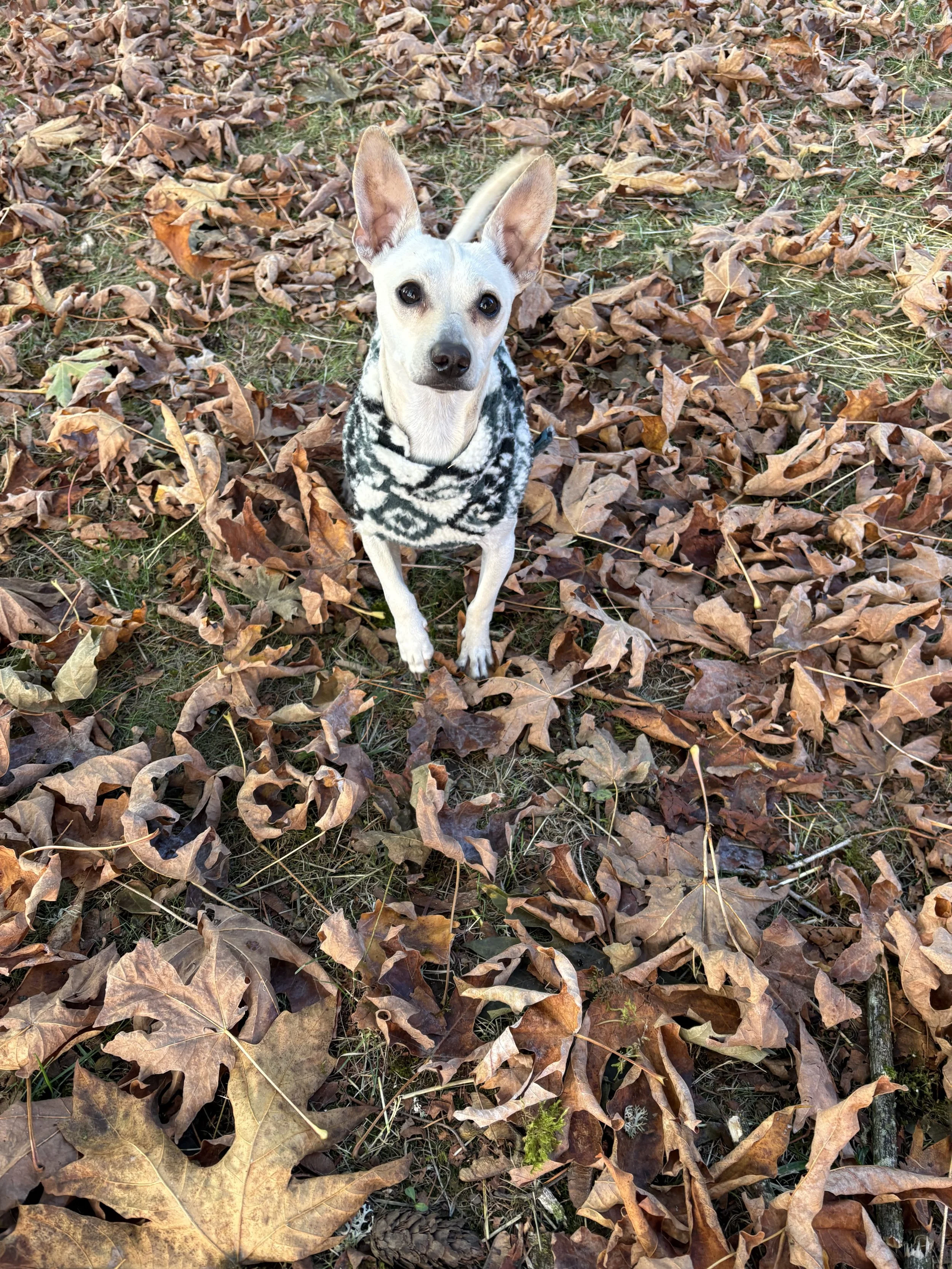 Teddyleaves1.jpg