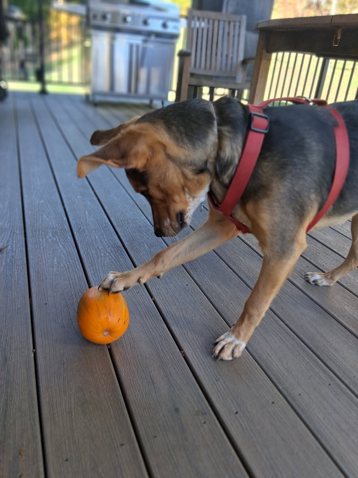 Sinatrapawspumpkin.png