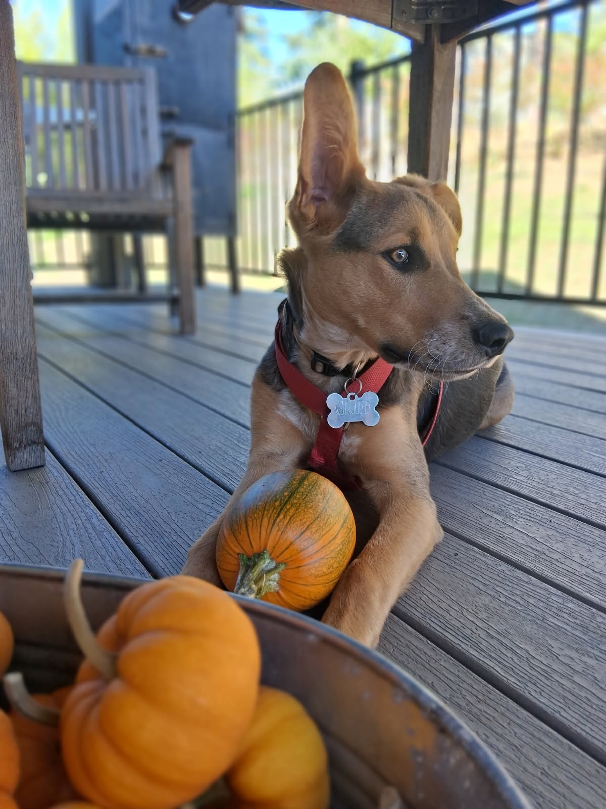 Sinatrapumpkins.png