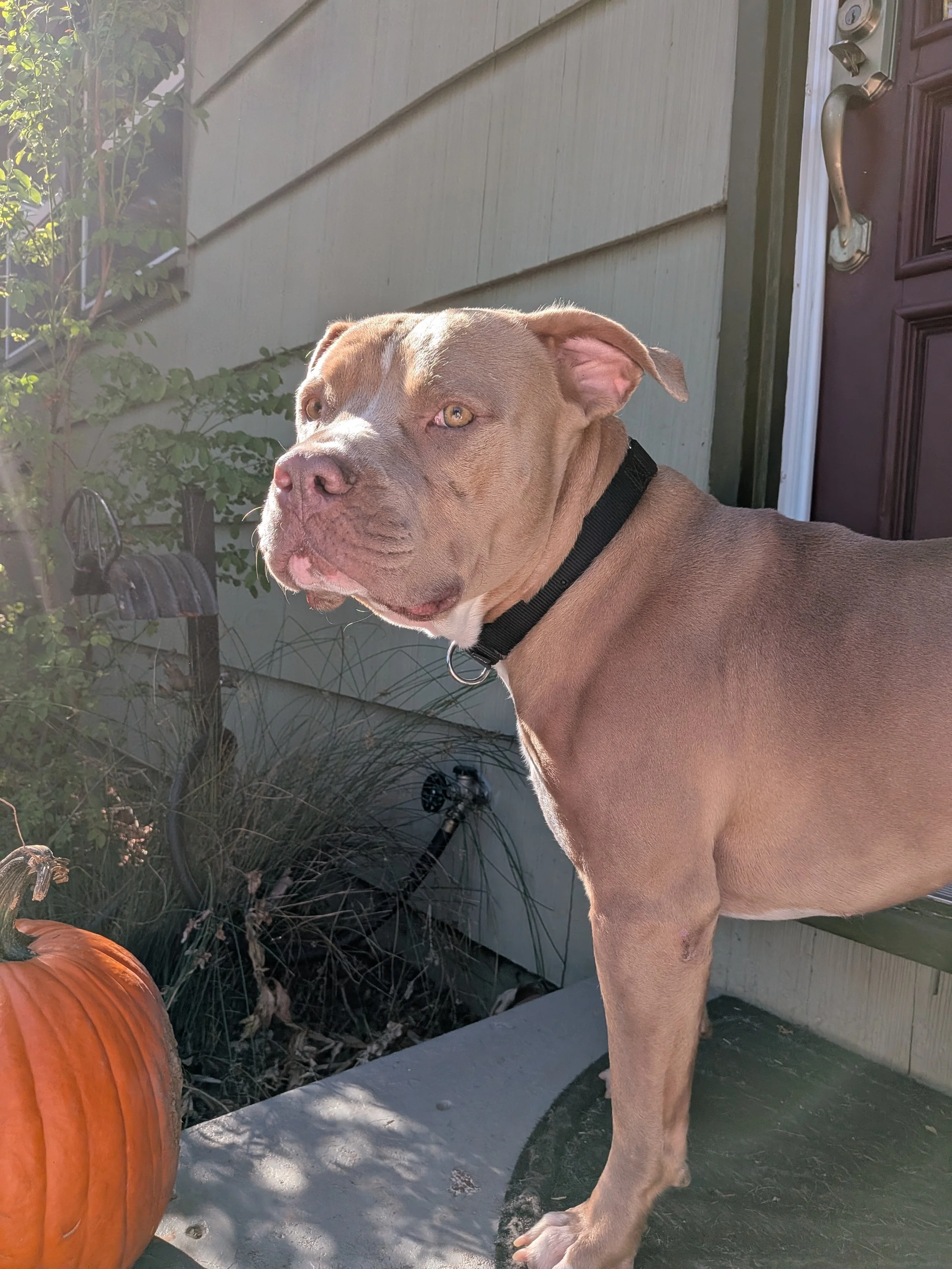 Dutch