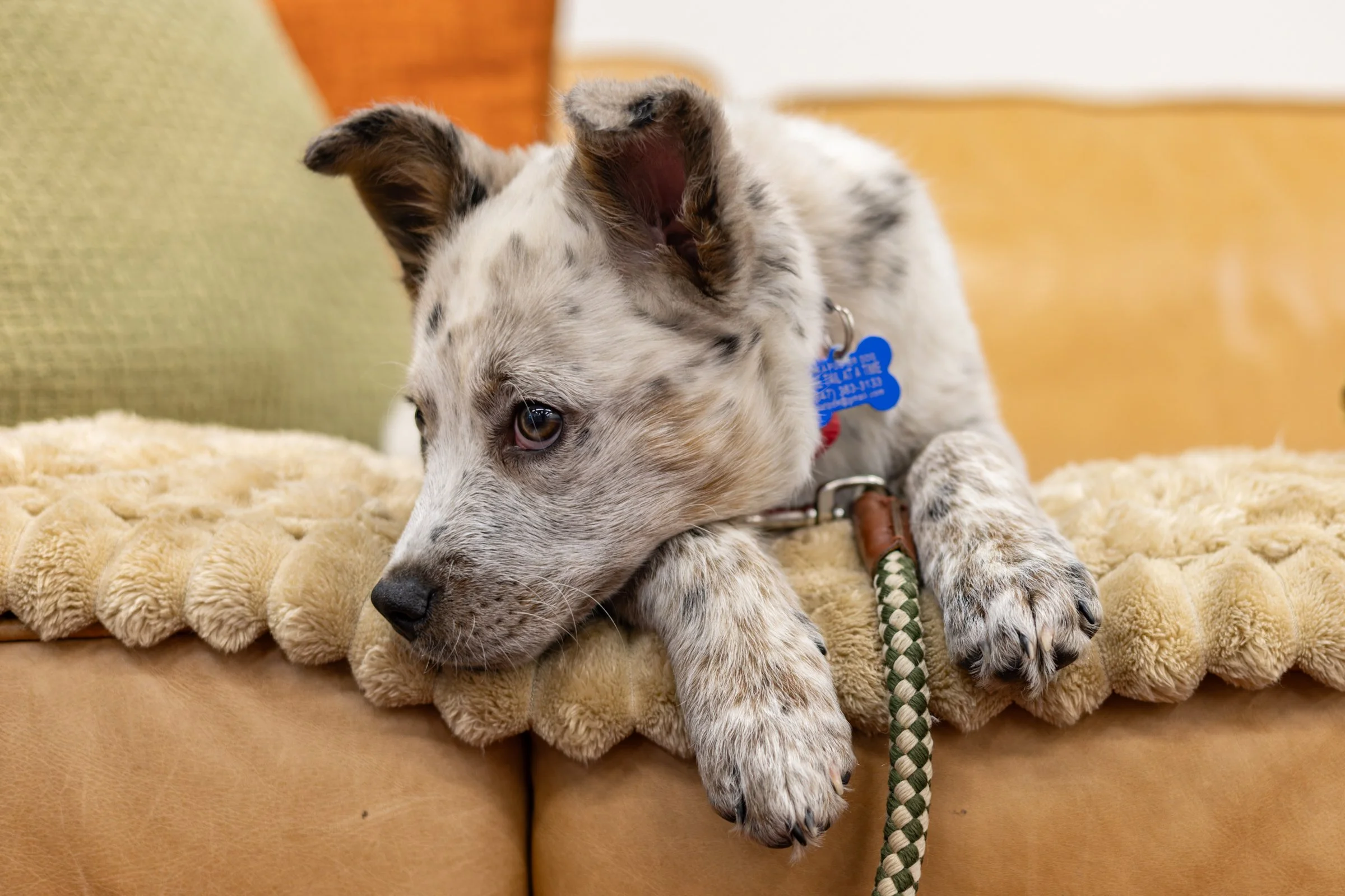 Puppy laying on a couch looking pensive.