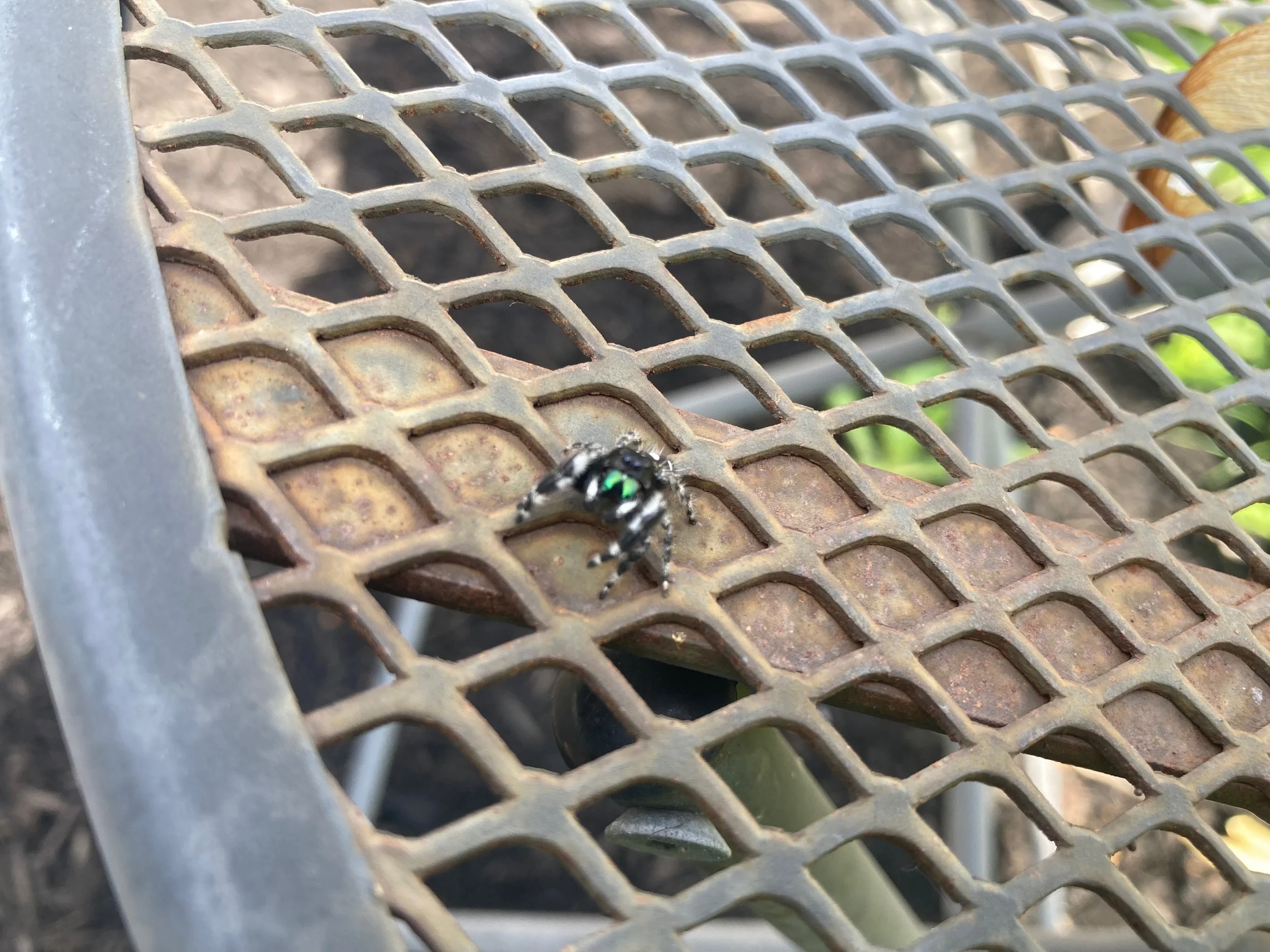Garden Spider