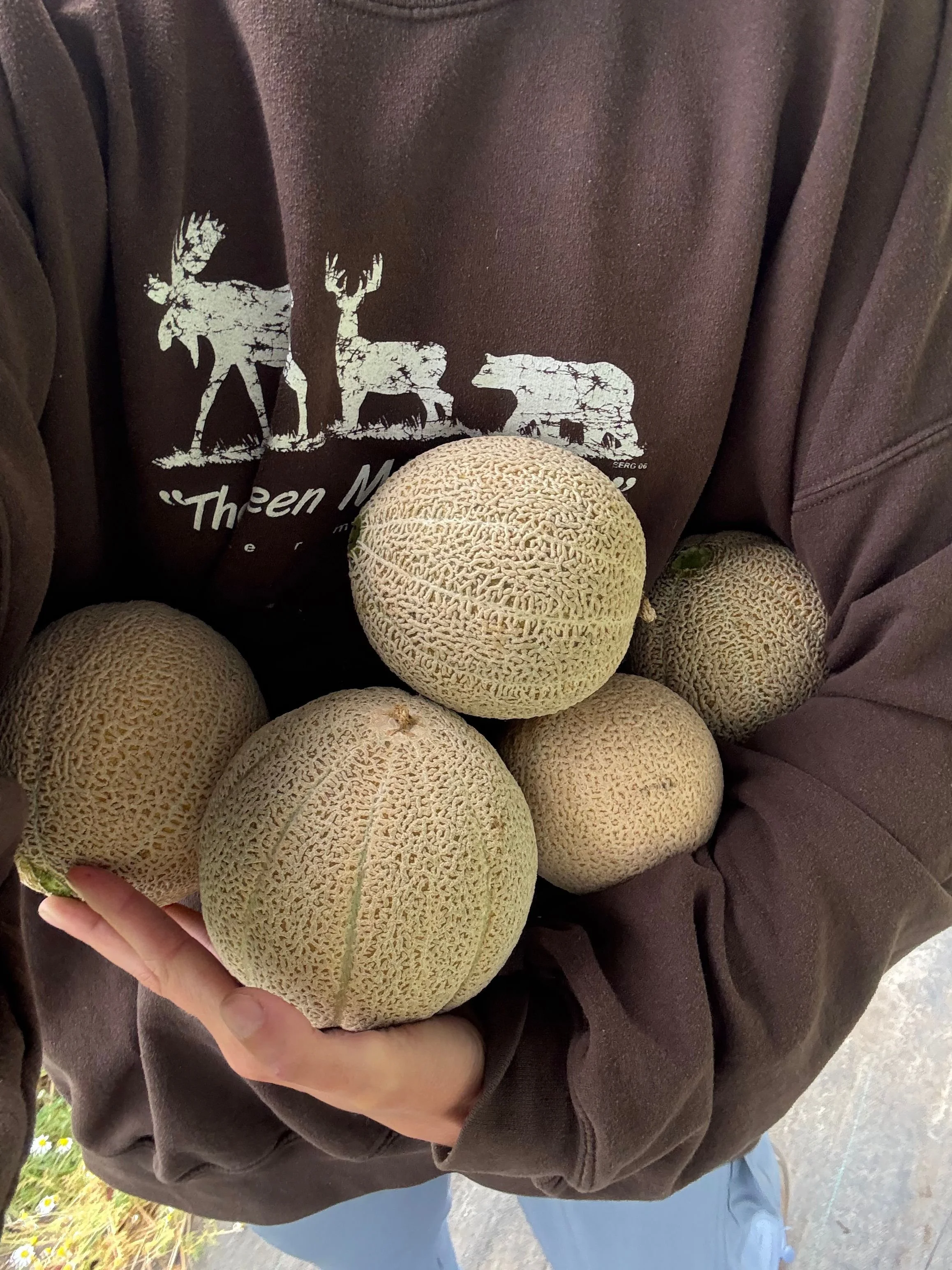 Cantaloupe