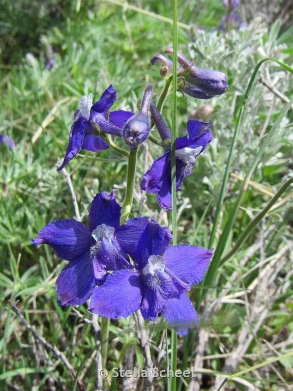Larkspur