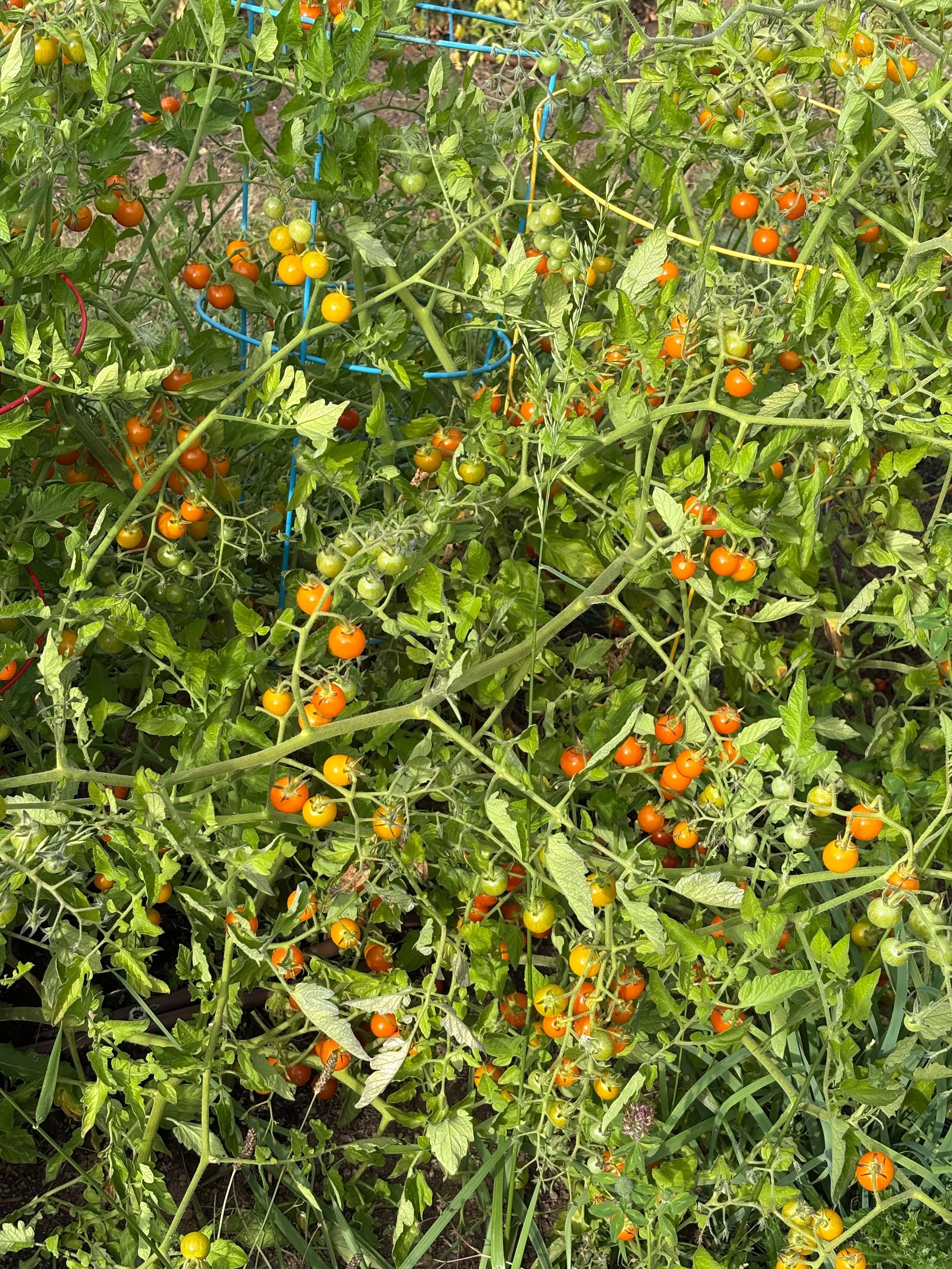 Untitled design copy.jpg