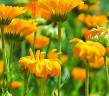 Calendula (Calendula officinalis)