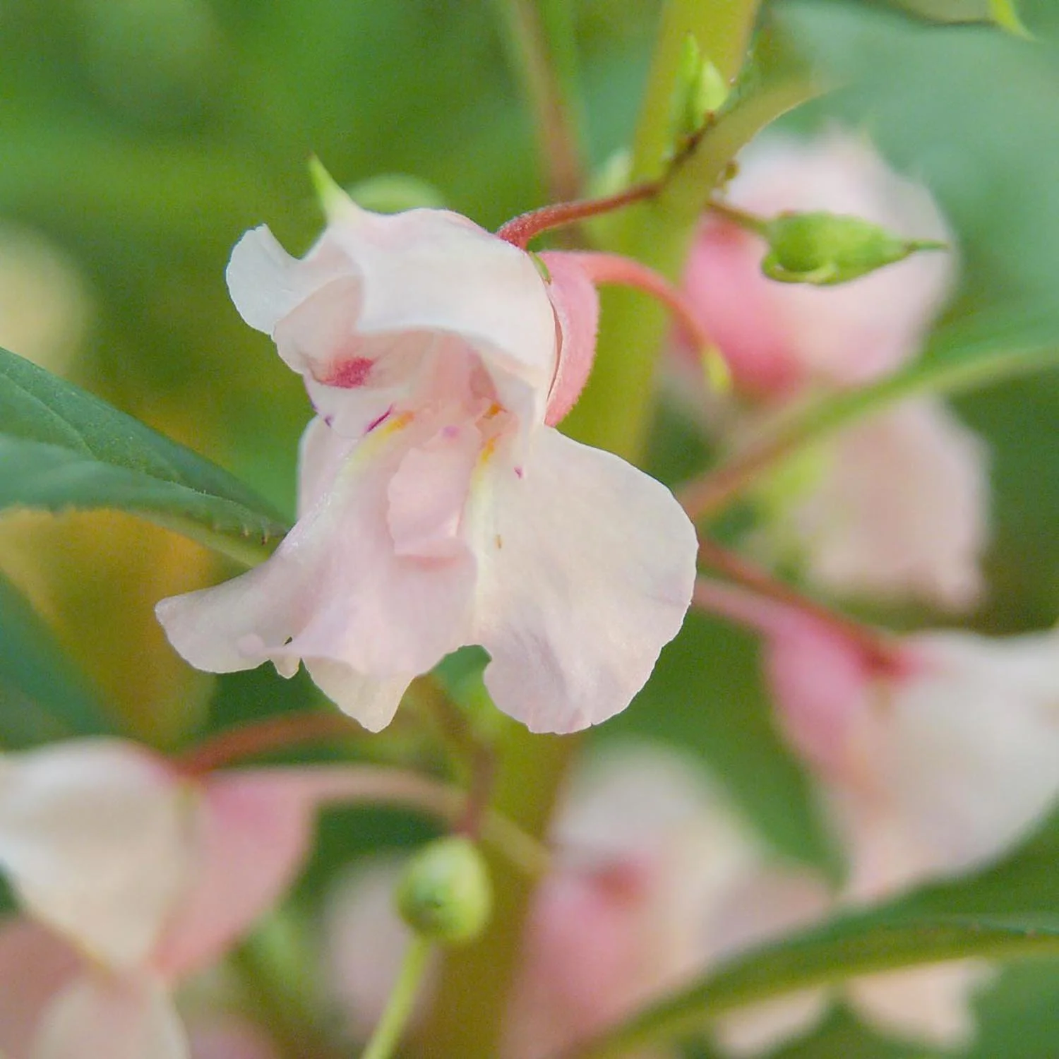 Pink Balsam