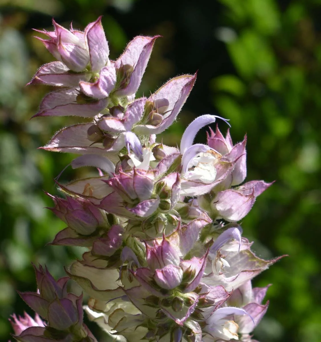 Clary Sage