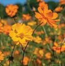 Cosmos ‘Bright Lights’