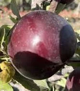 Red fleshed Apple scion: Ravin