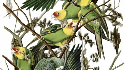 Rising – Hill, Carolina Parakeet