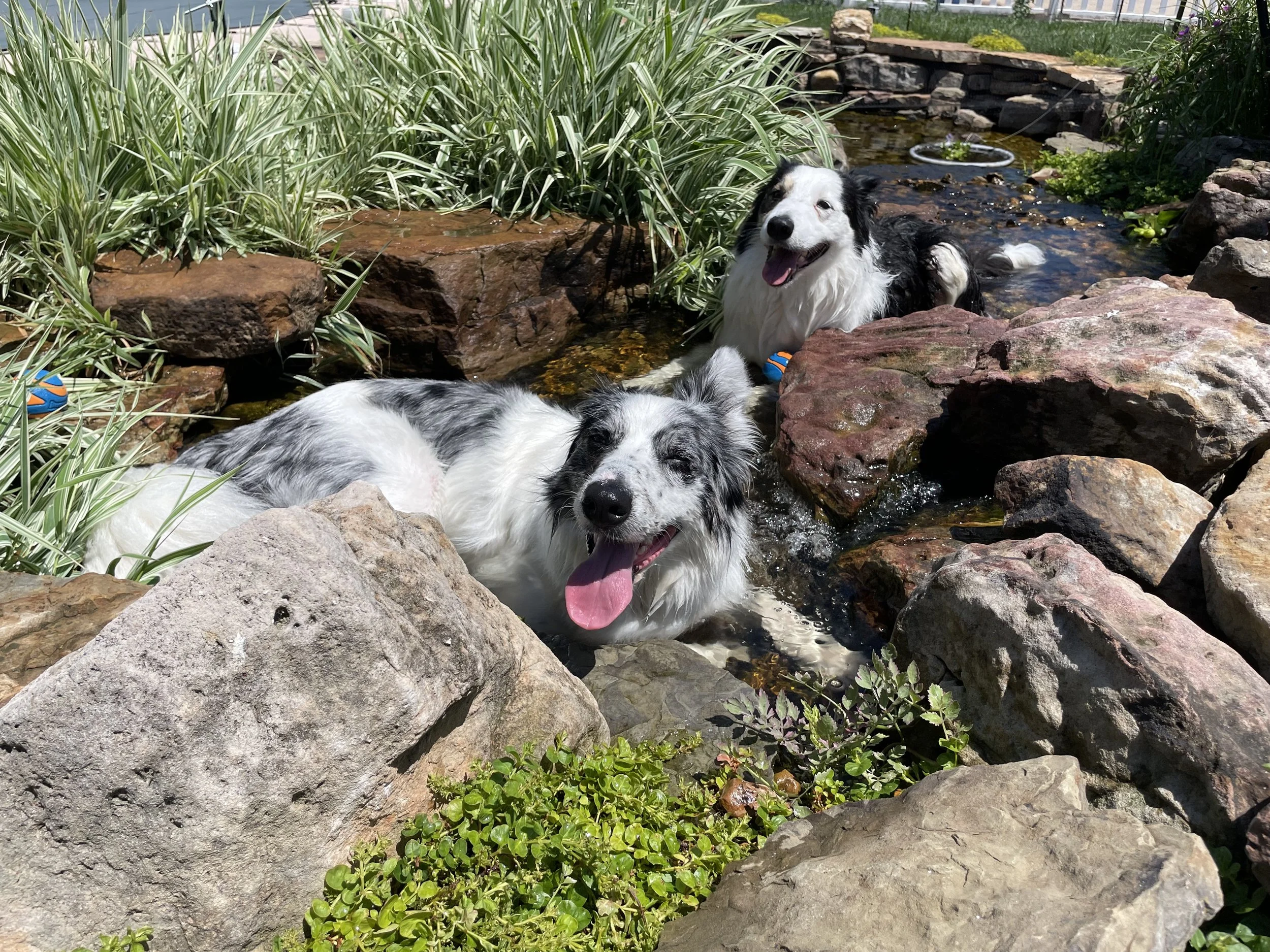 Riot Callan and Zephyr Callan, my two border collies