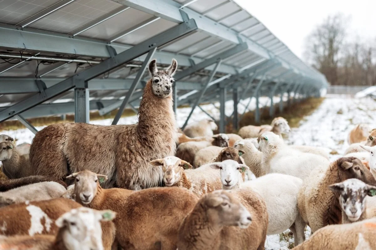 Local solar bans threaten the economic survival of family farms