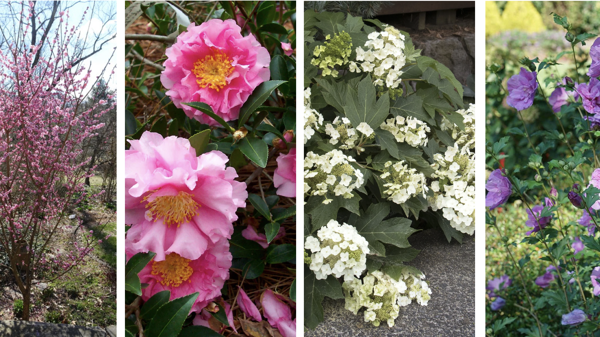 Small Scale Garden Rejuvenations