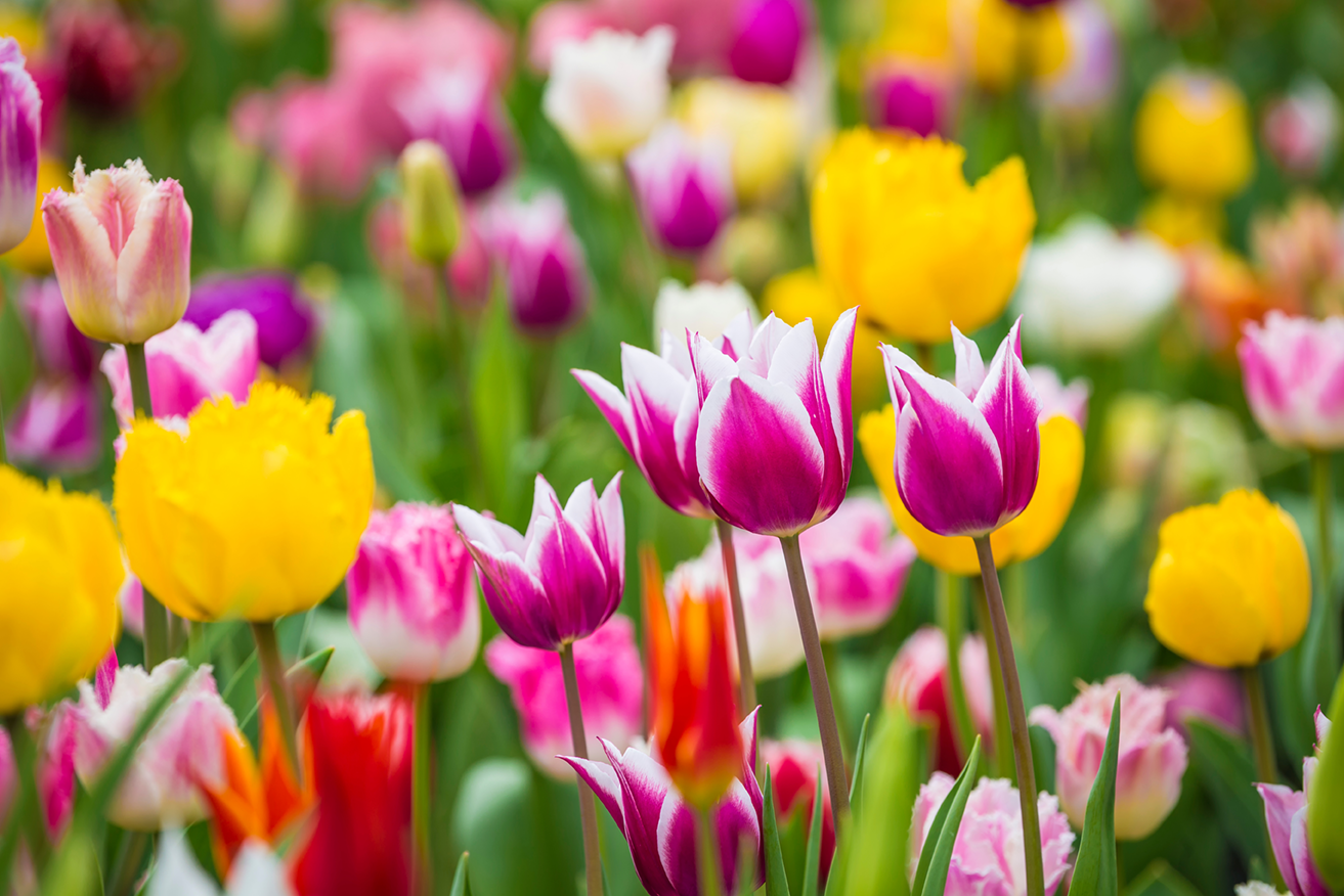 Dallas Arboretum and Botanical Garden