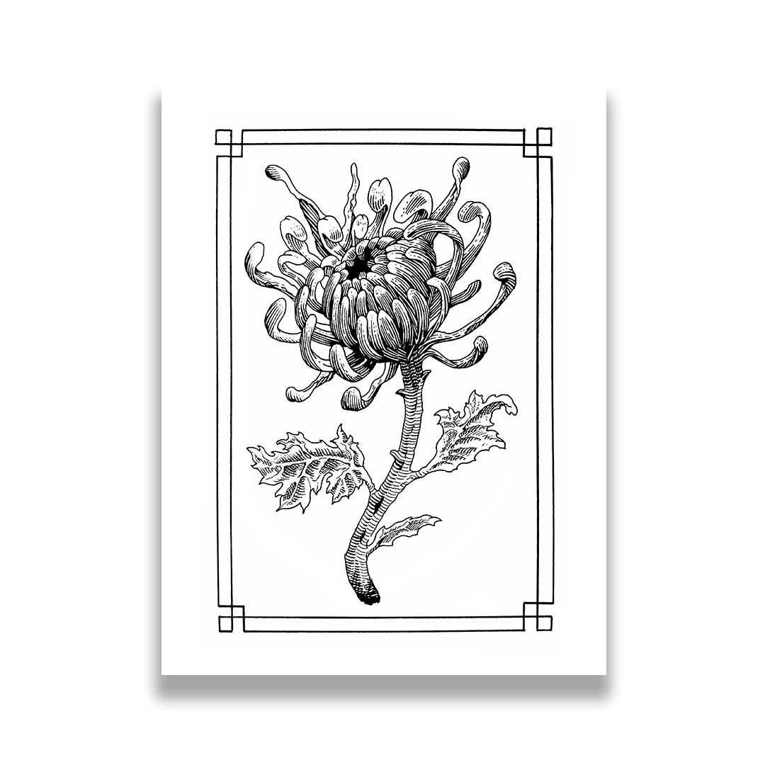Print. Chrysanthemum