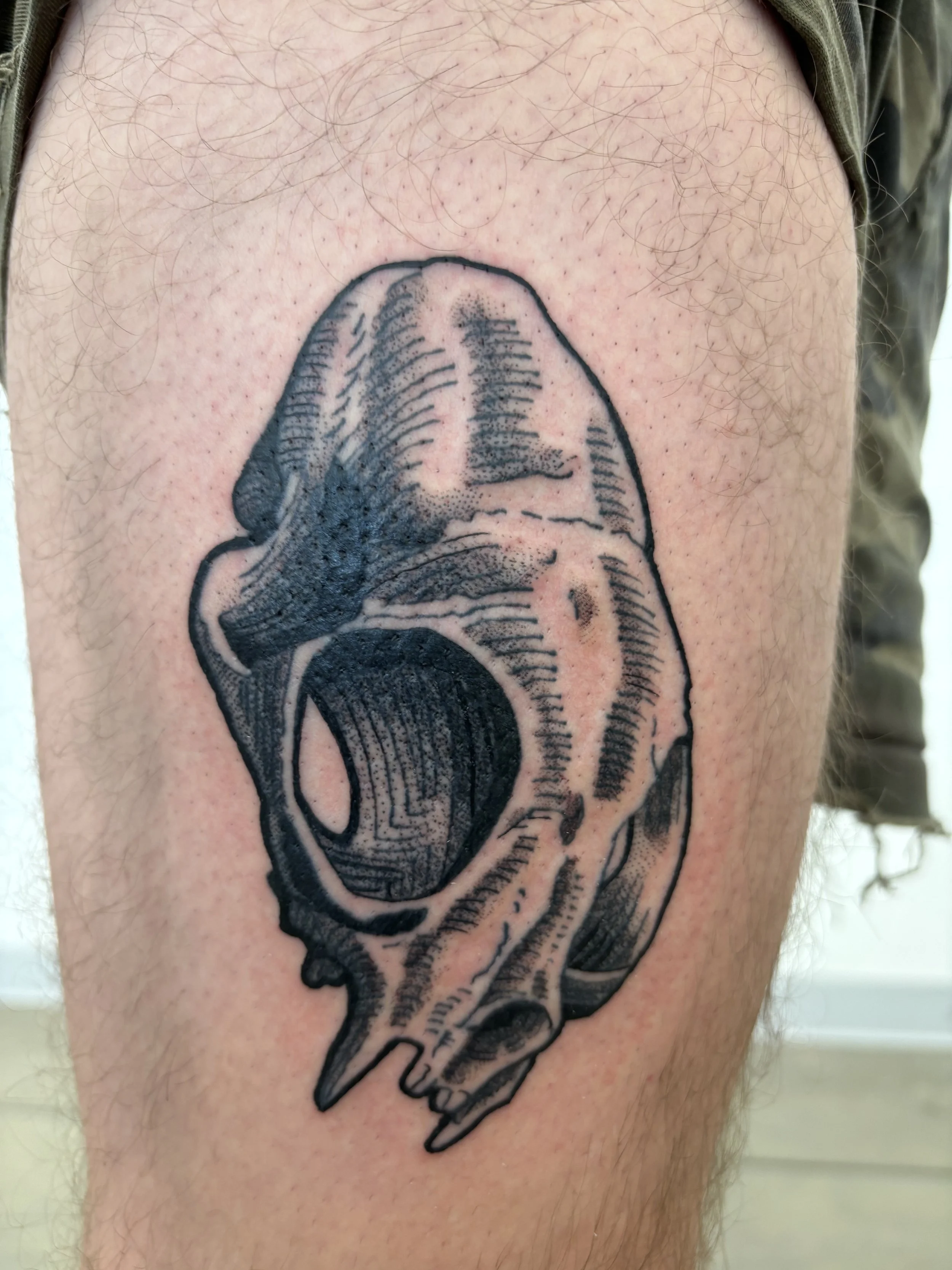 cat skull tattoo
