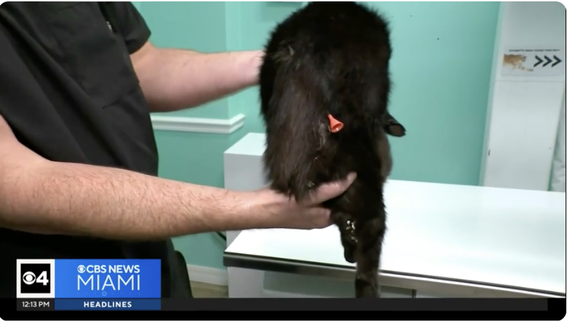 Cat shot with blowgun dart receives emergency medical care at Fort Lauderdale rescue