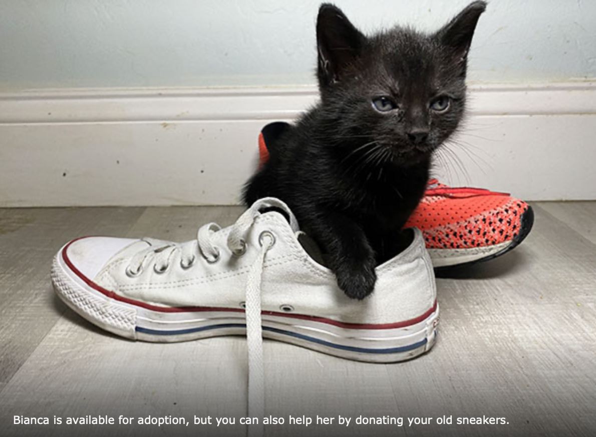 Donate Your Old Sneakers To Support Kittens And Puppies