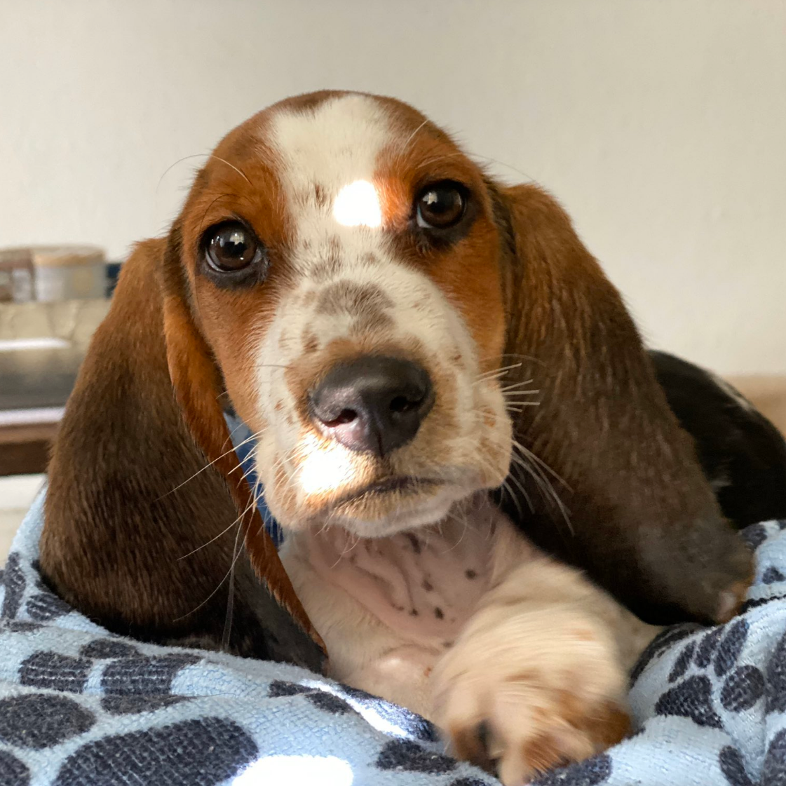 Puppies found in feces at Pembroke Park pet shop adopted