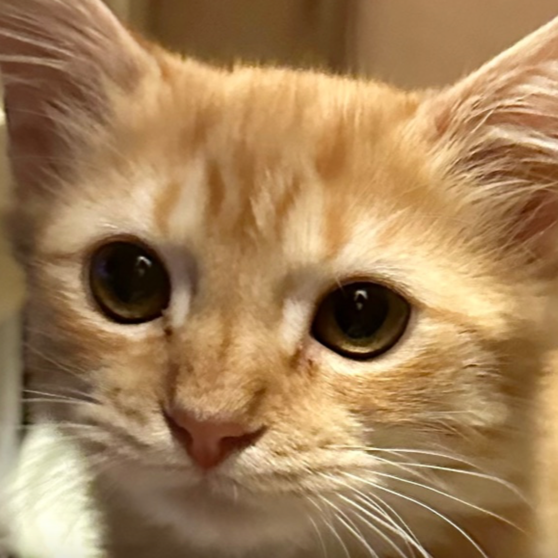 Local Pet Rescue Seeks Community Support to Save Kitten