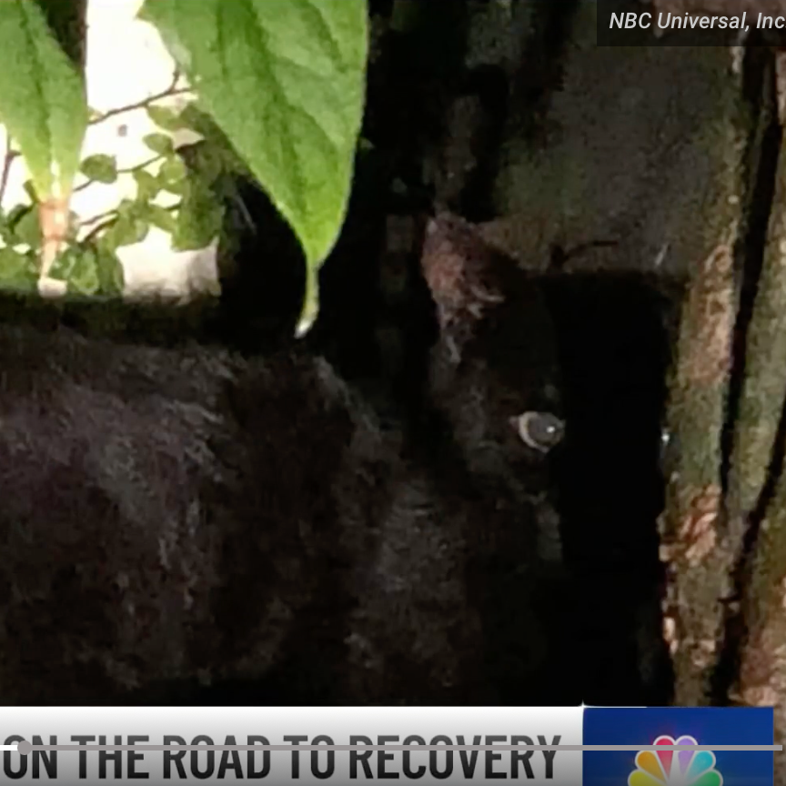 Veterinarians remove blowdart that pierced cat in Hallandale Beach