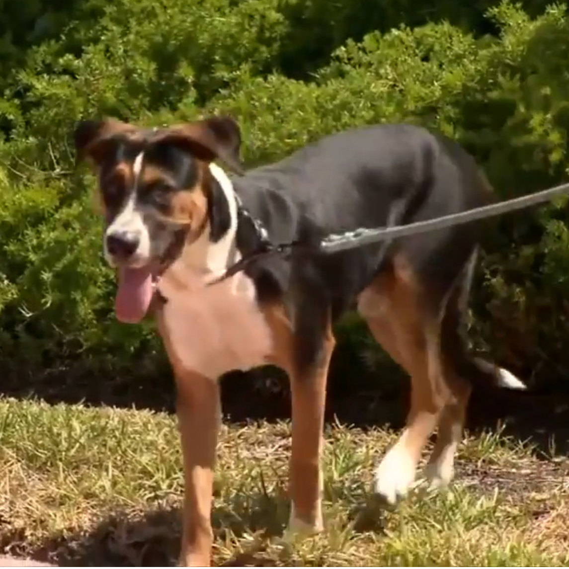 Good Karma Pet Rescue starts foster search for dog pulled from Fort Lauderdale canal