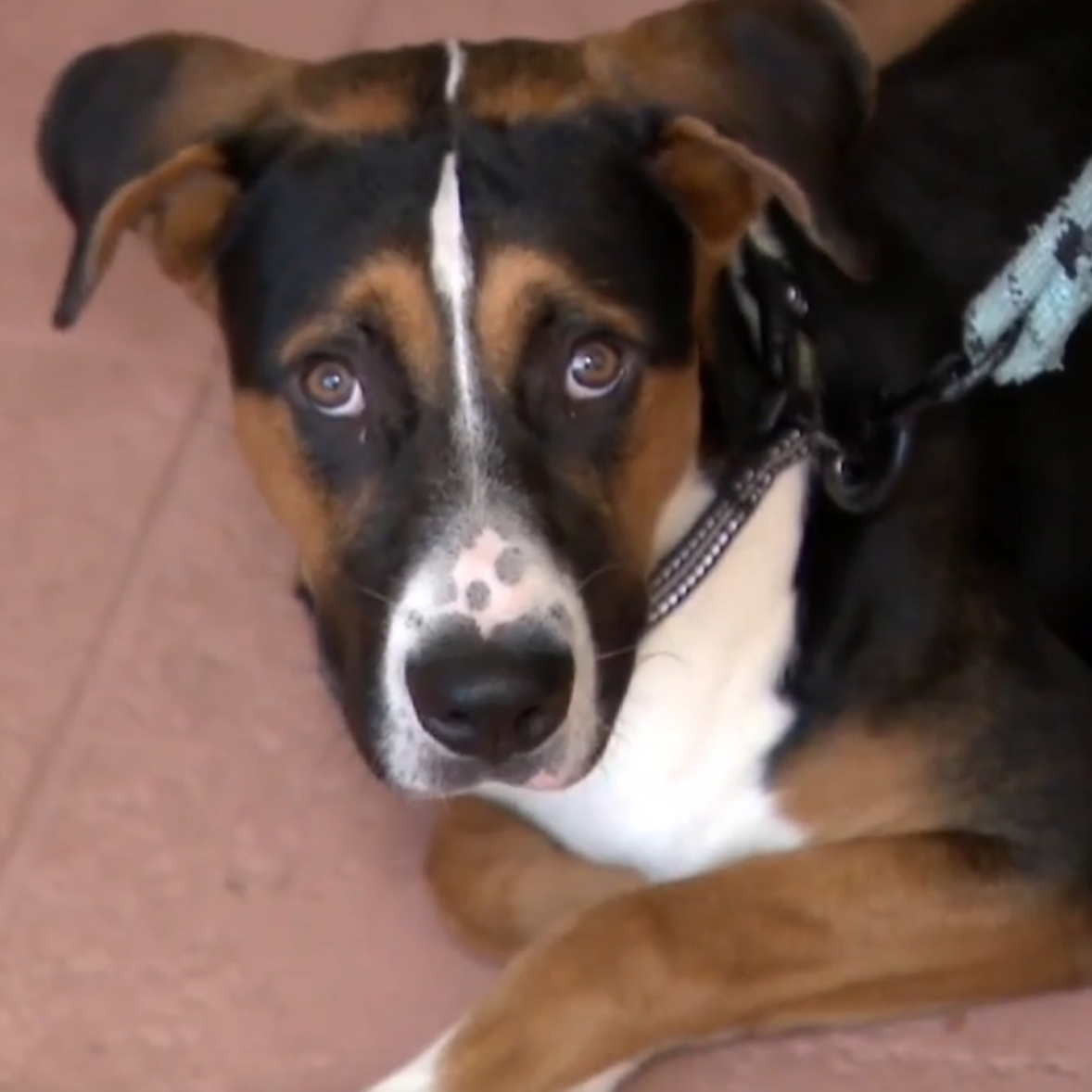 Rescuers hope to reunite beagle mix found in Fort Lauderdale canal with owner