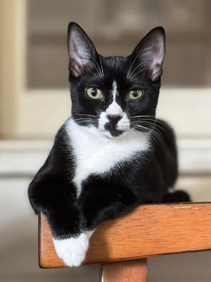 🎀 Patsy the Tuxedo Queen 🎀
She&rsquo;s got the moves, she&rsquo;s got the flair,
You&rsquo;ll find her posing everywhere!
Upside down or on her toes,
She&rsquo;ll strike a pose &mdash; that&rsquo;s how it goes!

A silly girl with so much heart,
Rea