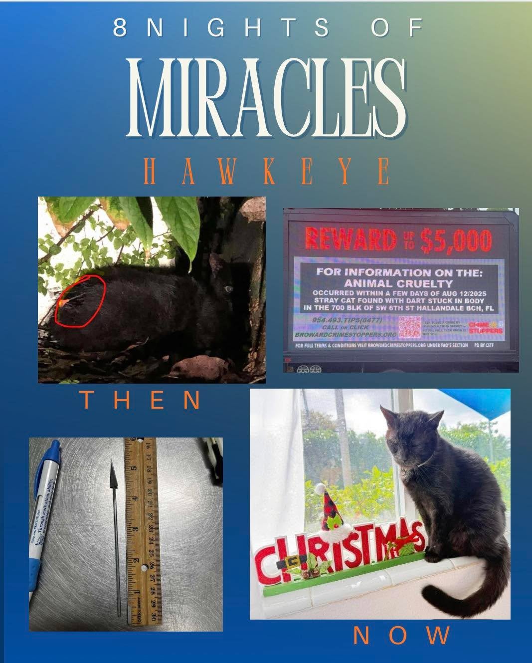 🕯️ 5th Night of Miracles: Hawkeye 🕯️

On our fifth night of miracles, we remember the rescue of Hawkeye, a cat who showed up in a colony with a dart lodged in his body.

Thanks to the generosity you have shared with us, we were able to take advanta
