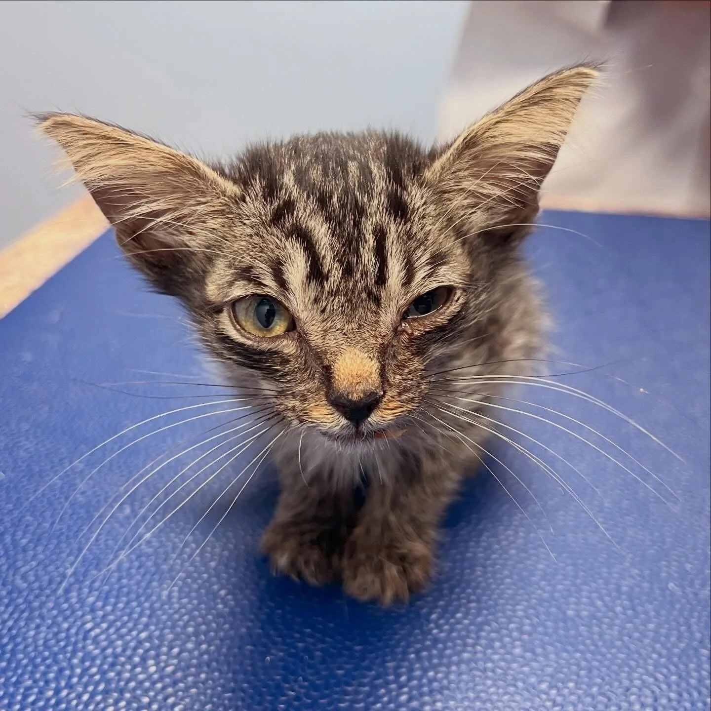 #ThrowbackThursday for Reynard: July 2024 versus December 2025 🥹

Meet Reynard, a little survivor with a huge heart! 🐾 This adorable 1.5-year-old was born on the streets with nerve issues affecting his digestive tract, resulting in megaesophagus an