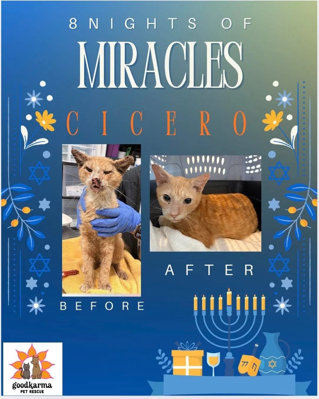 🕎 Happy First Night of Hanukkah 🕎
✨ 8 Nights of Miracles with Good Karma Pet Rescue ✨

Tonight, we begin our 8 Days of Miracles by sharing the story of Cicero &mdash; a life that nearly ended, and a miracle that continues because of compassion and 