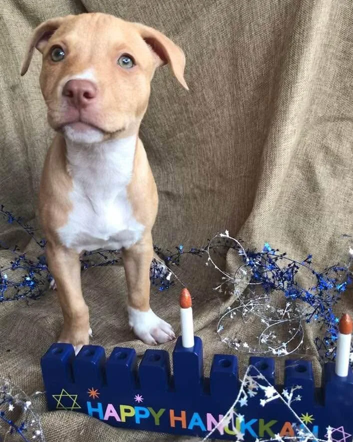 Good Karma will be featuring 8 nights of GK miracles starting tonight! 🕎 

What are your favorite rescue stories of the year that you think deserves a spotlight? 
⭐️ ⭐️