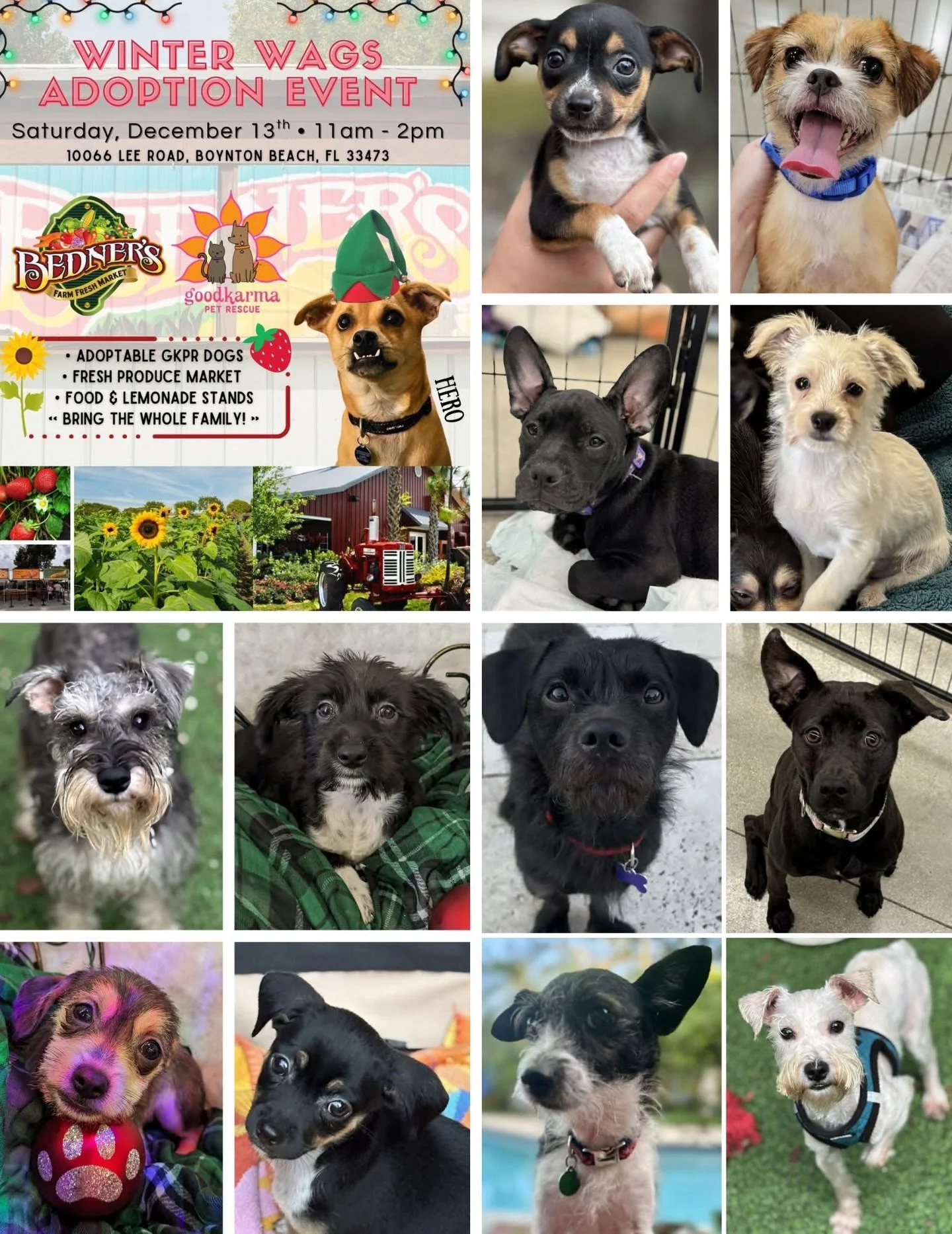 🎉 WINTER WAGS ADOPTION EVENT &mdash; TODAY! 🎉
We&rsquo;ll be at Bedner&rsquo;s Farm Fresh Market today soaking up the sunshine and sharing all the good vibes with our adoptable pups! 🐶🌞🍓

📆 Today, Saturday, December 13th
🕙 11am &ndash; 2pm
📍 
