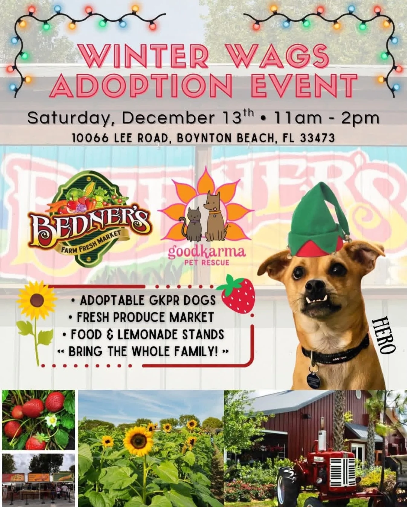🎉 WINTER WAGS ADOPTION EVENT 🎉
Tomorrow&rsquo;s the day! Come soak up some Florida winter vibes with us at Bedner&rsquo;s Farm Fresh Market! 🐶🌞🍓

📆 Saturday, December 13th
🕙 11am &ndash; 2pm
📍 10066 Lee Road, Boynton Beach, FL 33473

✨ WHAT&r