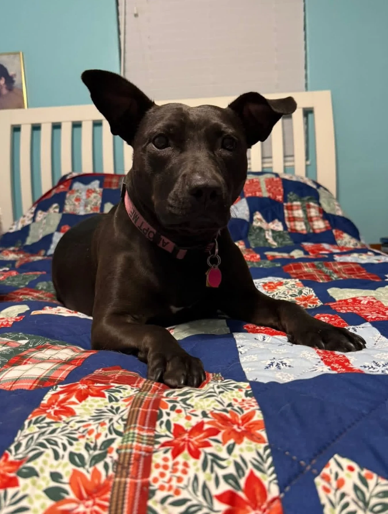 🎄✨ DELLA&rsquo;S DREAMING OF A HOME FOR THE HOLIDAYS! ✨🎄

Meet Della, our adorable 2.5-year-old pittie mix who&rsquo;s still searching for her forever family. This sweet girl is getting extra festive and working hard on her manners just in time for