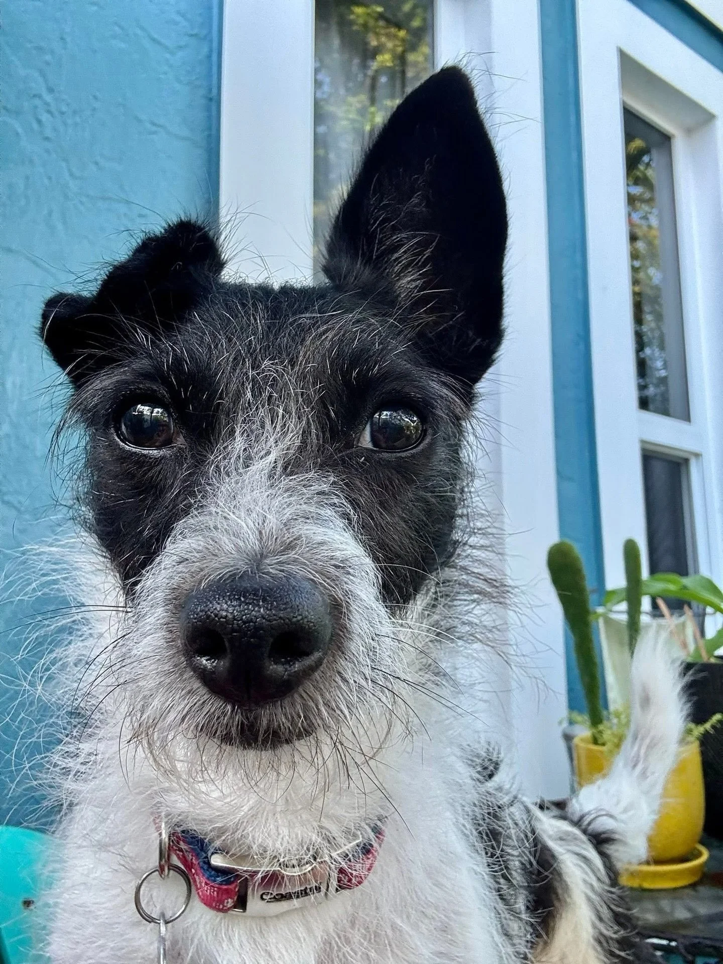 Would ya just look at this little sweetheart?! 😍

Snoop is accepting applications!  He&rsquo;s a 12 pound, 2 year old, Jack Russell Terrier Mix who has brought much fun into his foster home.  He gets along great with all the canine residents and is 