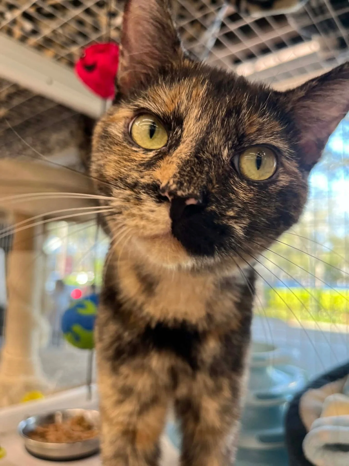 Look at this beautiful baby 💕🐾
Meet Gevalia &mdash; an 8-month-old sweetheart with the purr-fect mix of playful kitten energy 🧶🐱 and loving cuddles 💖

She adores affection 🥰, loves to play 🎉, and gets along wonderfully with other cats and dogs