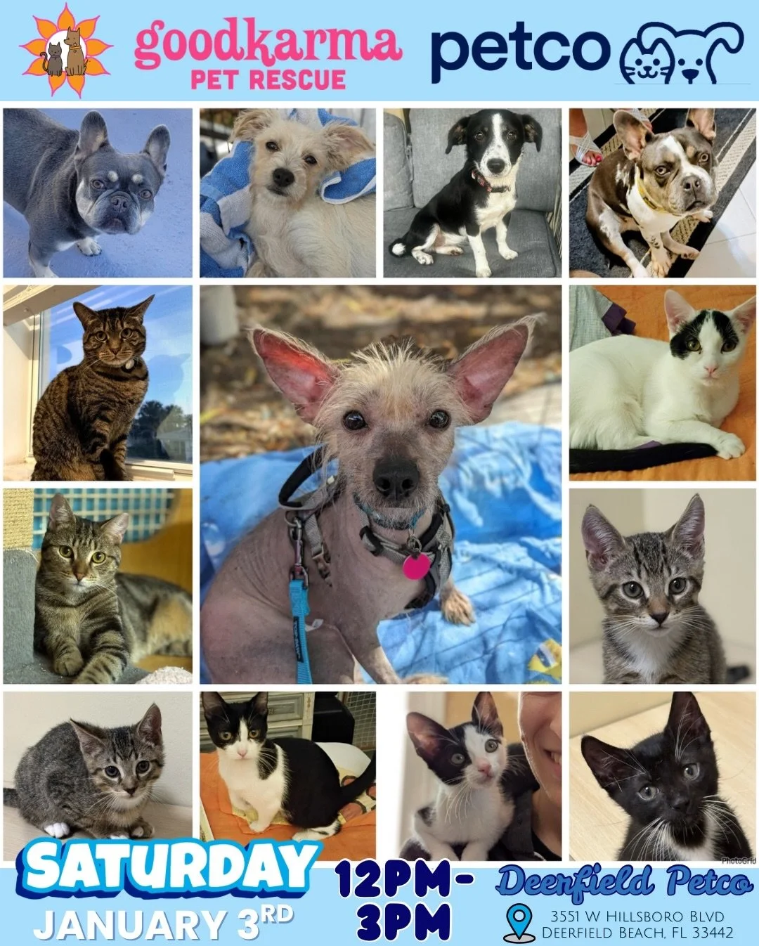 ✨ NEW YEAR, NEW BEST FRIEND! ✨

Today&rsquo;s the day! 💛
Join Good Karma Pet Rescue at Petco and meet some seriously amazing pups &amp; kitties ready for their forever homes.

👉 This is our lineup for BOTH stores today!

📍 Today &mdash; Saturday, 