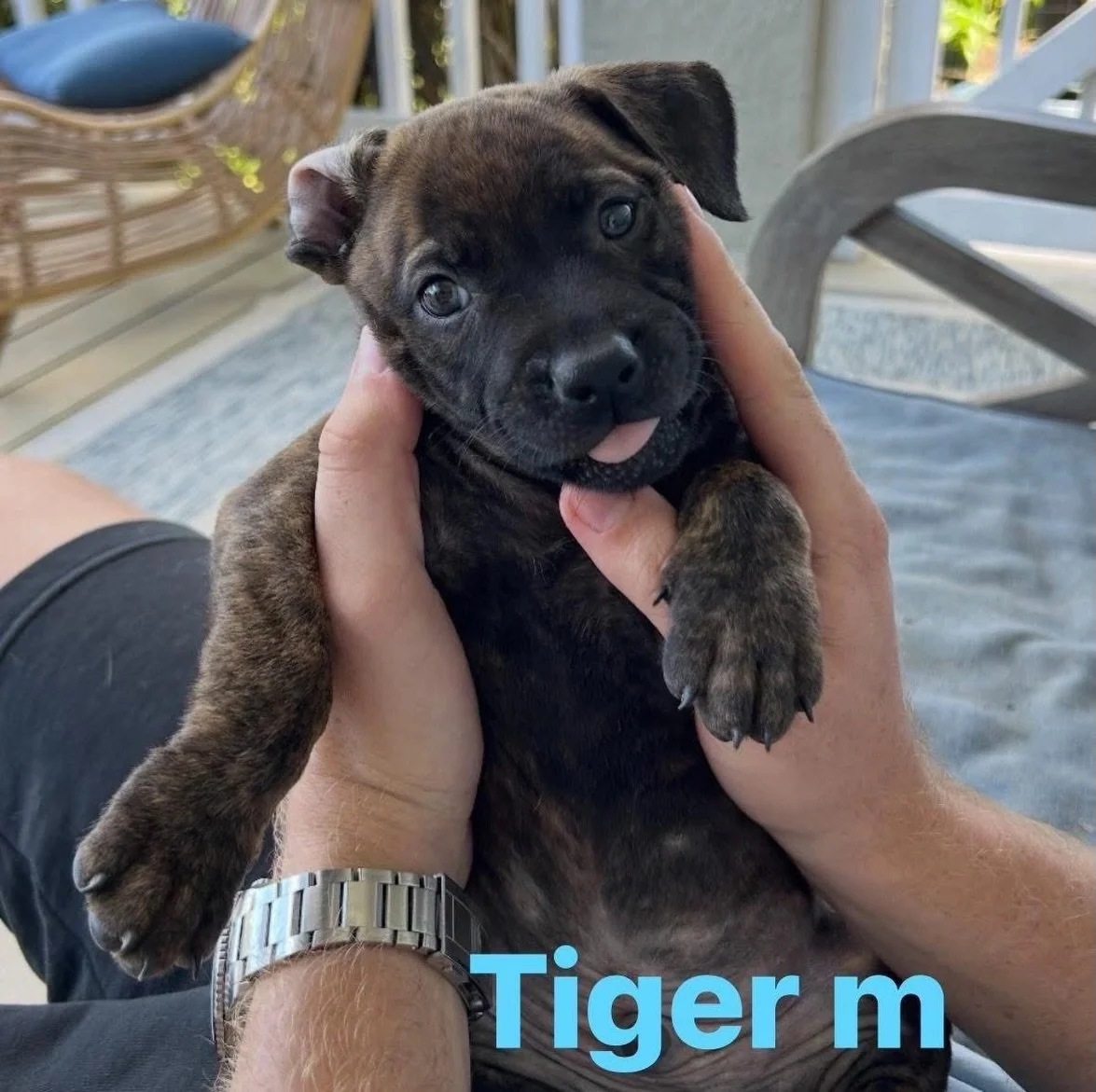 🚨 FOSTERS NEEDED &ndash; HELP US SAVE A WHOLE LITTER! 🚨

We need foster homes for 8 puppies who are currently in foster care with our partners at St. Thomas Humane. The puppies can be placed separately, and upcoming travelers can bring them to Flor