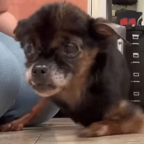 Rescue Finds Senior Dog, Who Can Barely Walk, Abandoned in Plastic Tub in 'Extremely Painful' Conditions