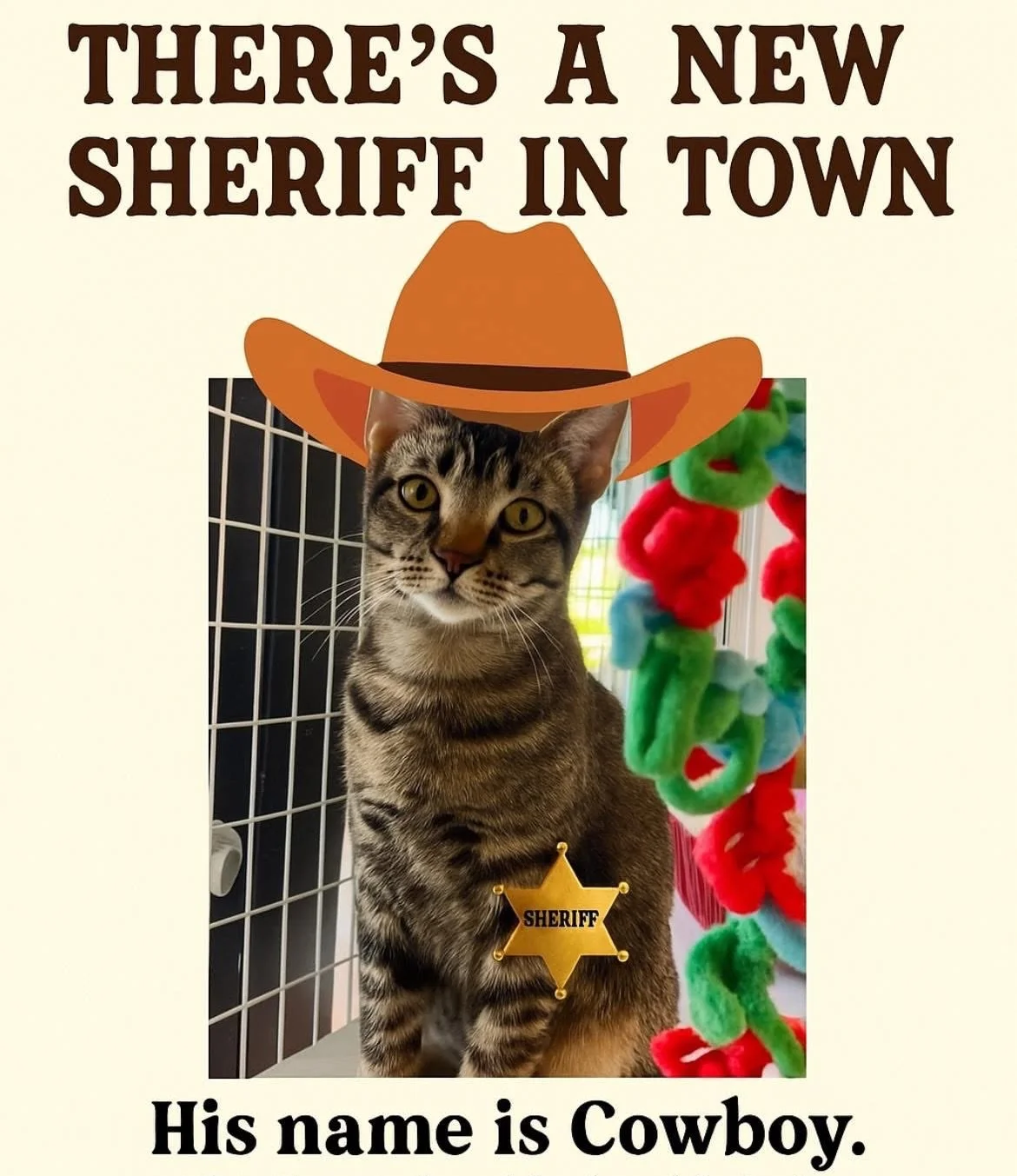🤠 Meet Cowboy &mdash; the sweetest little gentleman in town! 🤠

Looking for a calm, loving kitten to fill your home with cuddles and purrs? Look no further &mdash; Cowboy is your guy! 💛

At just 8 months old, Cowboy already has the best personalit