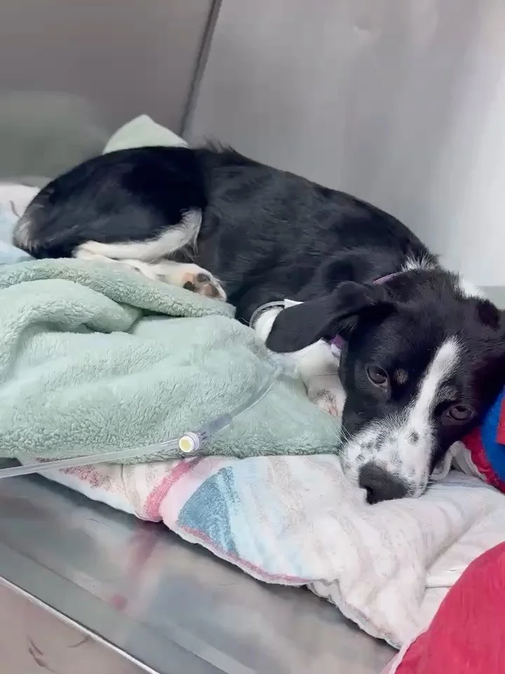 🚨 MEDICAL EMERGENCY &mdash; PLEASE HELP MERRY 🚨🐶💔

Merry was just adopted. She should be settling into her new home, learning what safety and love feel like. Instead, she&rsquo;s fighting for her life tonight.

Merry is bleeding internally and is