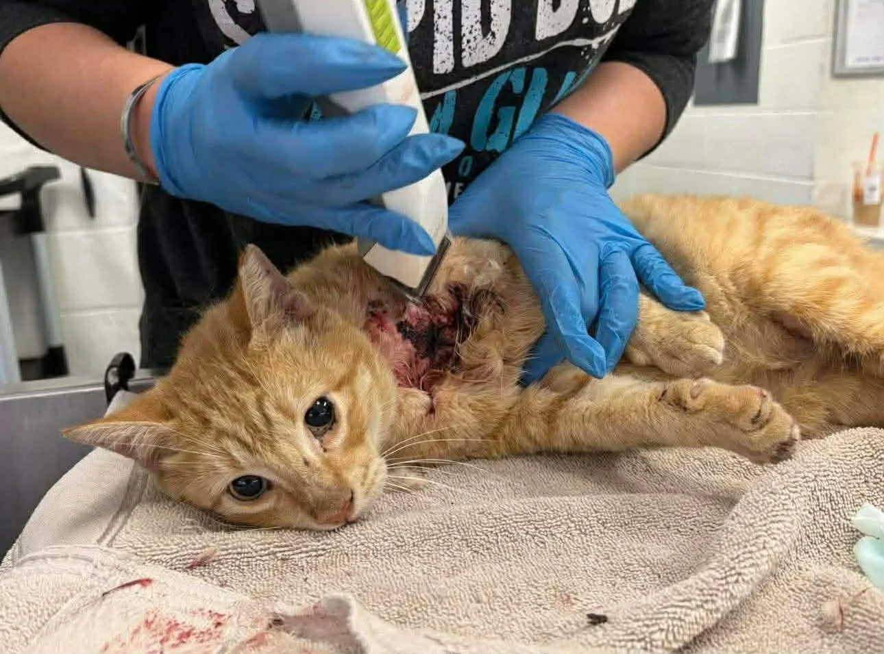 This friendly orange dude has been trapped outside three times and all 3 times he&rsquo;s been attacked by a dog.  Today he was at animal control once again, but on this day, his life will be changed forever. Welcome to the rescue, Bruno!