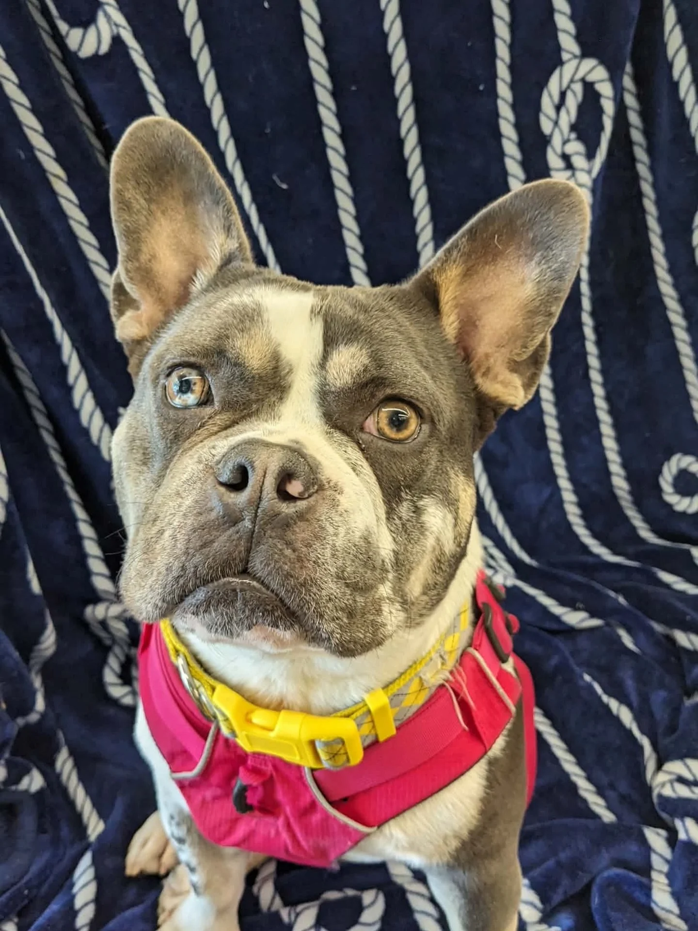 🐾 Meet Shelby 🐾
18-month-old, 45lb Bulldog mix

Shelby is the kind of girl who makes every day feel a little brighter 💛 The second she sees her foster mom grab her harness, she&rsquo;s all wiggles&mdash;because she knows it&rsquo;s walk time! She&