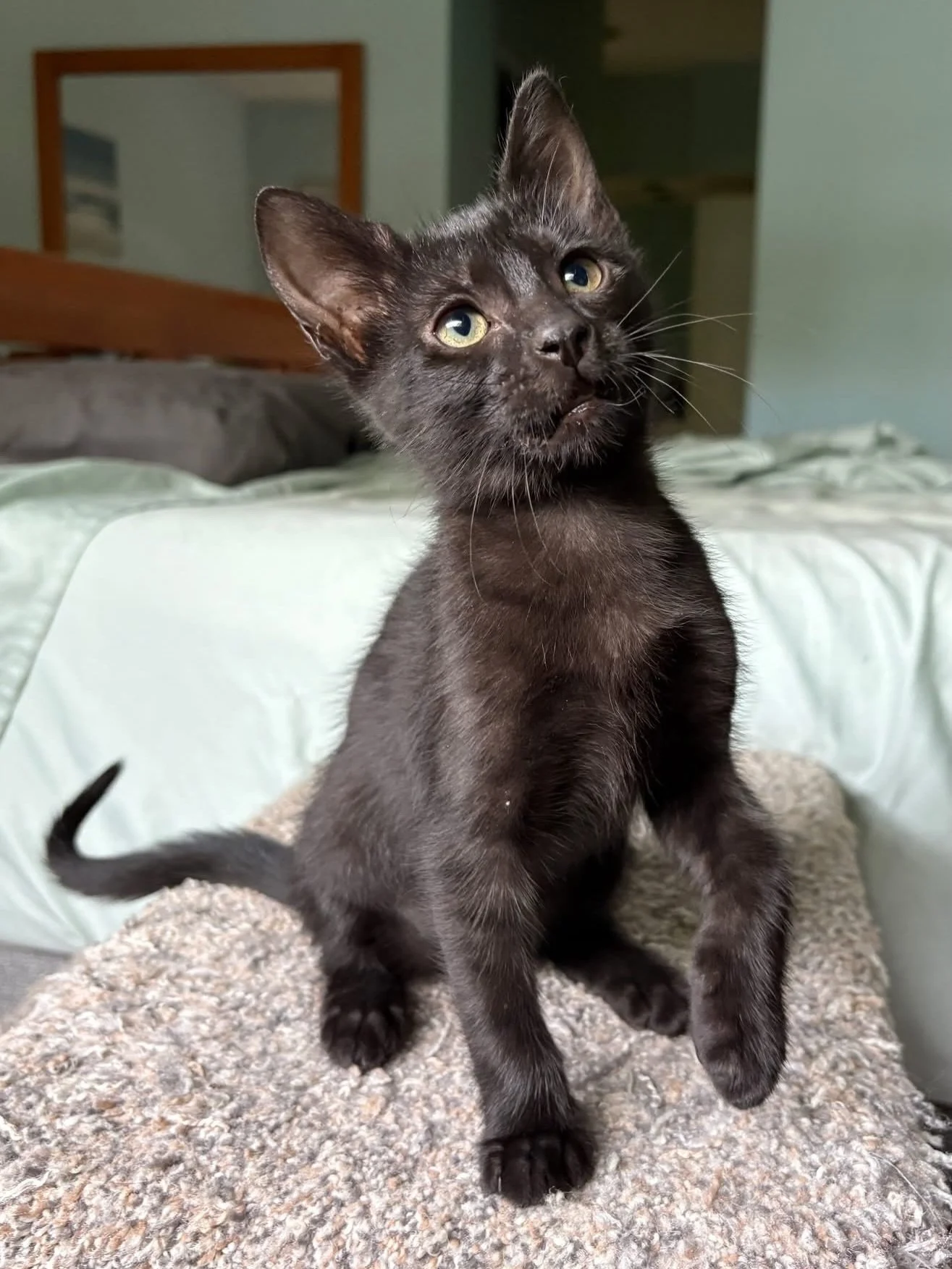 🌸 Meet Sakura 🌸

Sakura was found in the middle of the road at night 🌙🚗 and saved by a heroic State Trooper 🚓💙 She suffered a degloved chin after falling from under a car, but she has healed beautifully 🥹✨ and hasn&rsquo;t let her rough start 