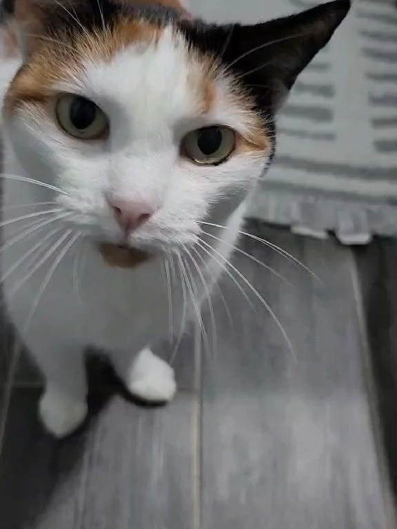 We&rsquo;re not sure how this cutie hasn&rsquo;t been scooped up yet&mdash;she&rsquo;s everything you could wish for in a kitty! 💫

Christine is a gorgeous 6-year-old calico with a serene and loving nature. 😍 This sweet girl adores soft cuddles and