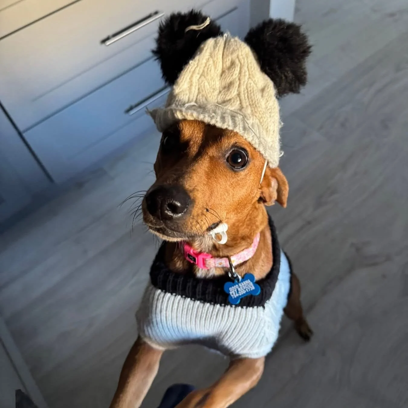 Florida&hellip; we need to talk. ❄️
I didn&rsquo;t sign up for this cold, but I did agree to the hat and sweater. 🧶💁&zwj;♀️
Hi, I&rsquo;m Holly 🐶💕

Not too long ago, I was found in rural Alabama with my 10 puppies (yes&hellip; TEN 😳). We were re
