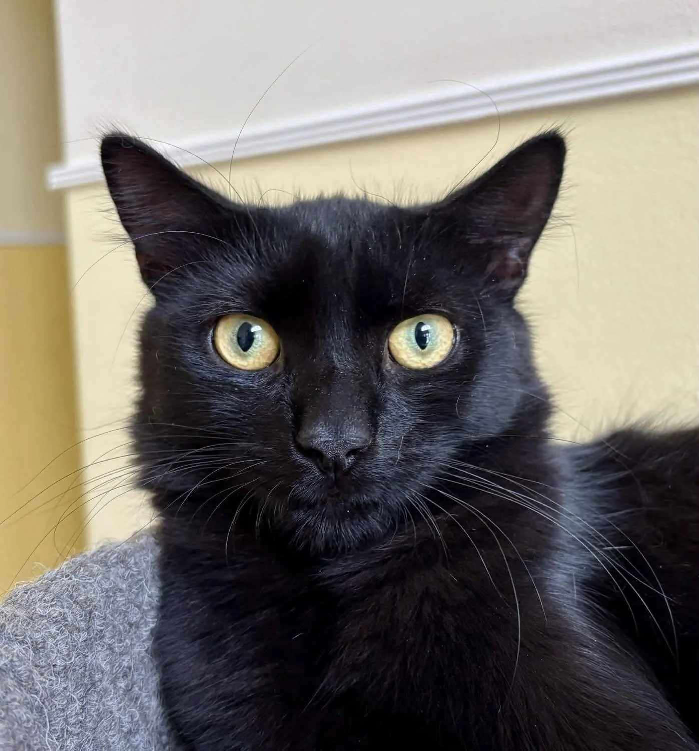 🎸 Meet Ozzy, the cat who&rsquo;s Crazy Train-ing his way straight into your heart! 🖤🐾

As a kitten, this purring Prince of Darkness was on the Road to Nowhere, surviving the streets of Fort Lauderdale with no Shot in the Dark at the good life. Eve